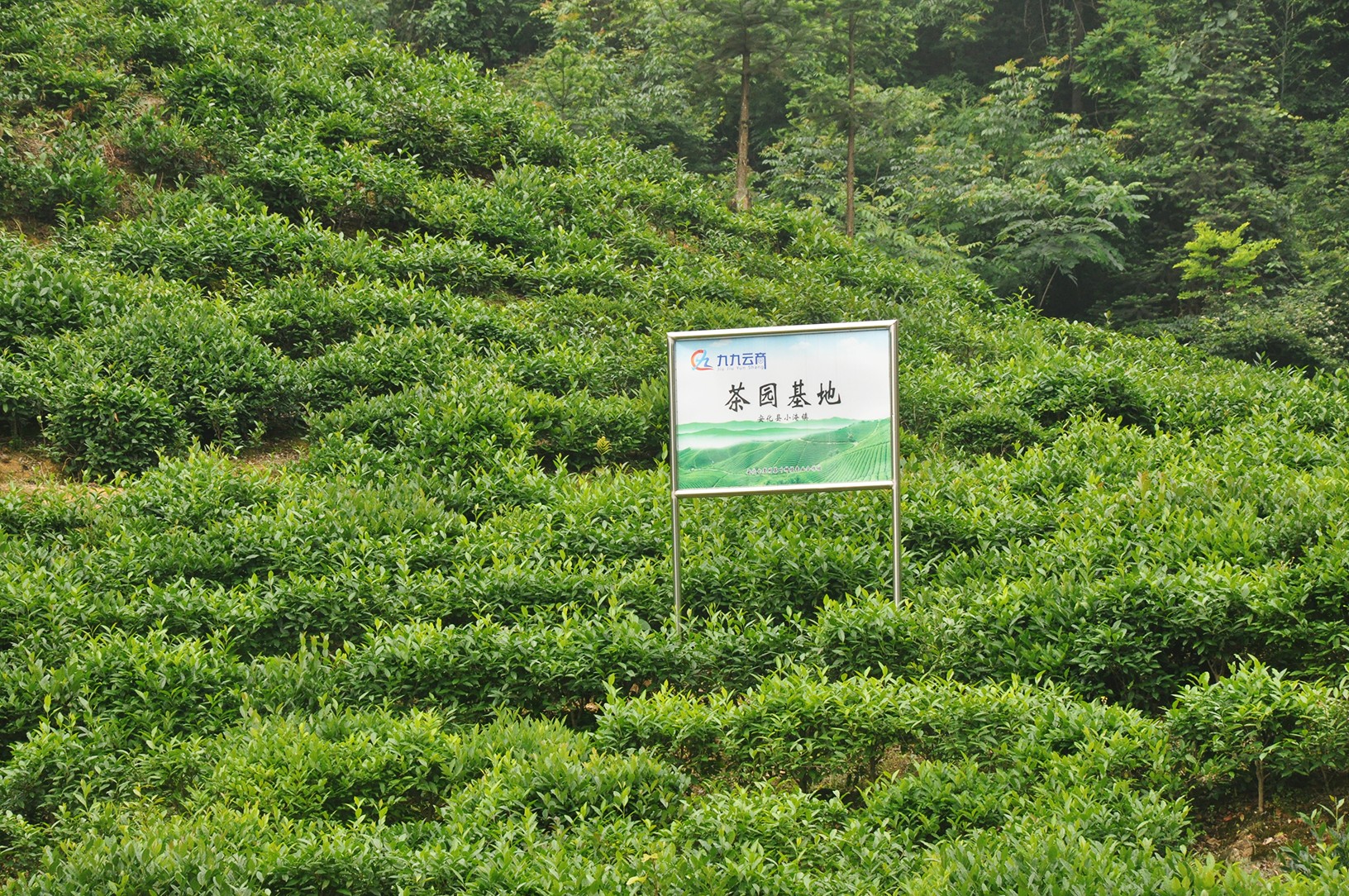我自己的极致好茶—春茶定制 安化黑茶
